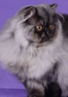 �Couronne Cuba of Marmews�