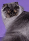 �Couronne Cuba of Marmews�